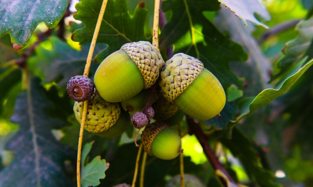 Acorn Tea: A Taste of the&nbsp;Forest