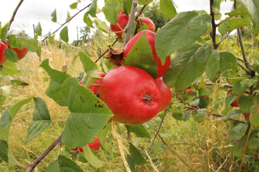 Kildare Food & Drink: Local Produce in&nbsp;Celbridge