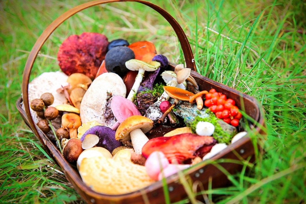 Discover Nature’s Wild Foods: 15 Favourite Foraging&nbsp;Books